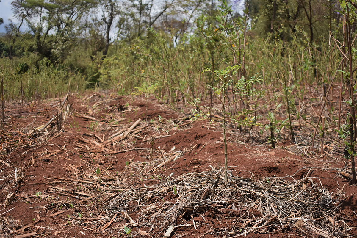 Climate change in East Africa